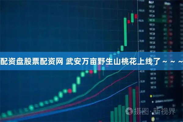 配资盘股票配资网 武安万亩野生山桃花上线了～～～